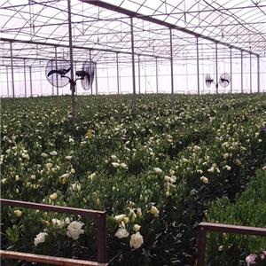 昆明花卉自控溫電熱帶采暖項(xiàng)目